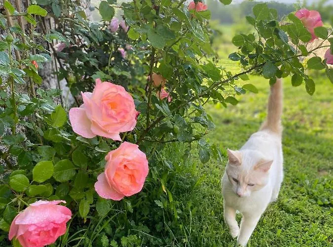 Nocleg ze śniadaniem La Vignerie Boisse (Dordogne)